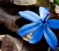 blue-flower.jpg